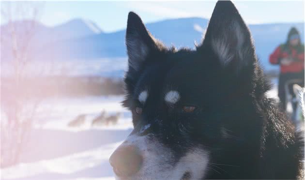 如果只能分享一个最有意思的旅行：我选在阿比斯库荒野上狗拉雪橇