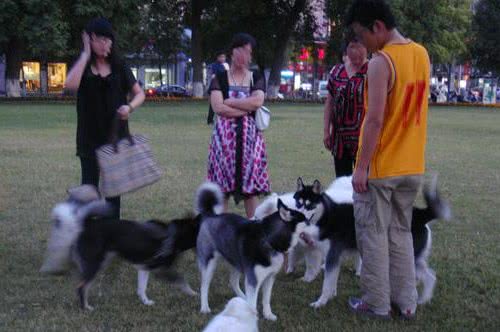 那些印象中错误的养犬观念，你犯过几点？