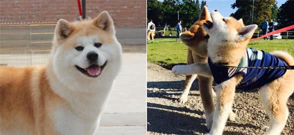秋田犬为什么比不过柴犬？原来是因为这6点，饲养的人才少