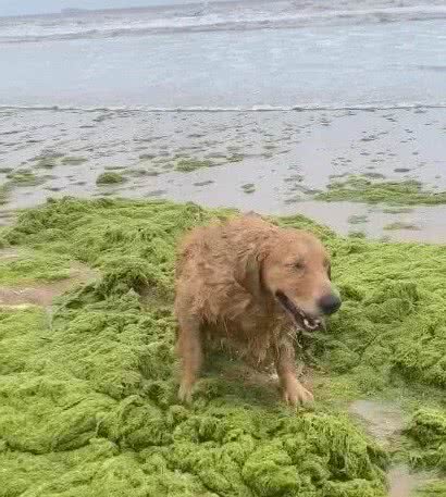 金毛去海边高兴浪，一见绿浮萍就激动，结果让主人奔溃了