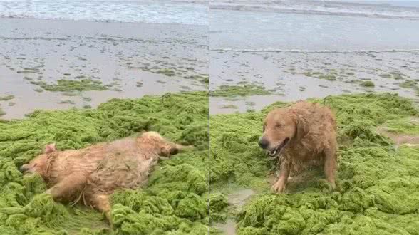 金毛去海边高兴浪，一见绿浮萍就激动，结果让主人奔溃了
