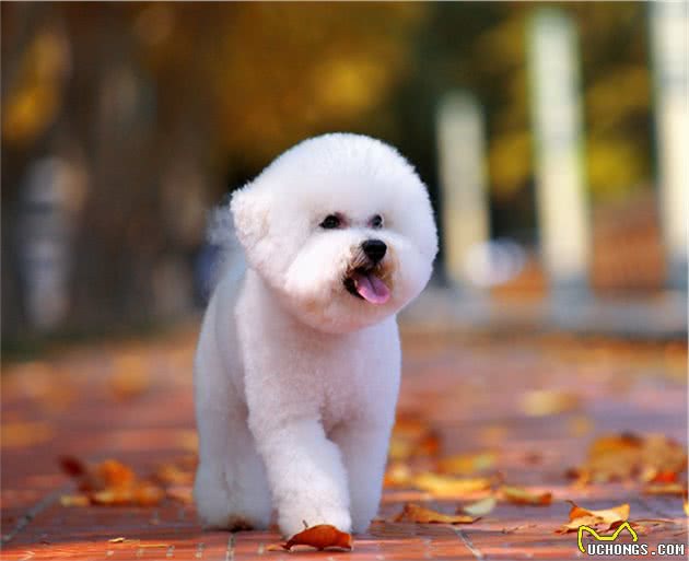 狗狗一生中，最想做这5件事，你带它做几件了