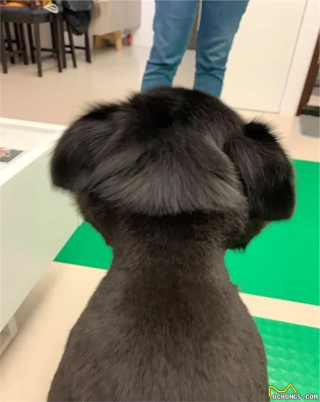 主人给家里的狗狗剪毛，剪完以后……狗砸：脖子怎么有点儿凉？