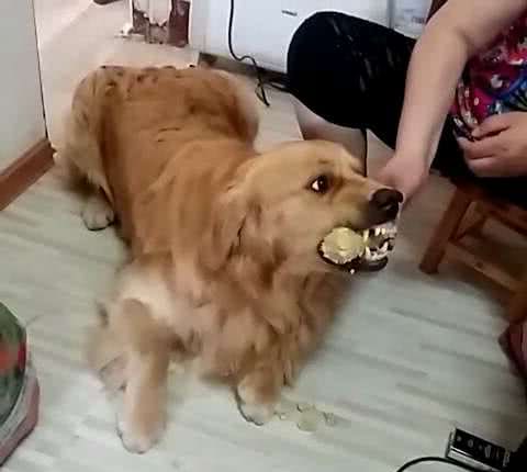 在训犬问题中，狗狗护食是最让人头疼的，铲屎官又该如何纠正呢？