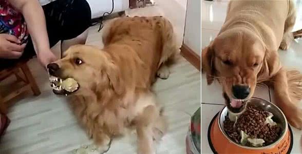 在训犬问题中，狗狗护食是最让人头疼的，铲屎官又该如何纠正呢？