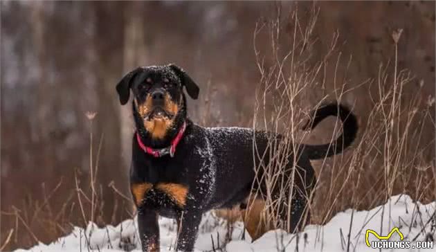 全球公认，最勇敢帅气的护卫犬—杜宾犬和罗威纳犬，你喜欢哪种