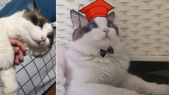 你家的布偶猫是这样的吗？