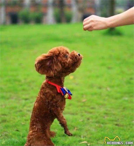 如果在泰迪犬和比熊犬之间选一个的话，我选择泰迪犬