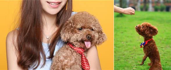 如果在泰迪犬和比熊犬之间选一个的话，我选择泰迪犬