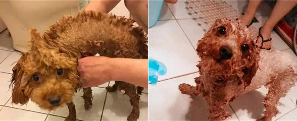 过来人提示：泰迪洗澡的那些事，你需要知道