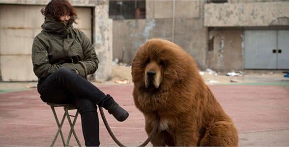 纯种藏獒的实力，在猛犬界处于什么位置？能打赢狼吗？