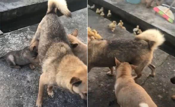 两只狗狗抢着奶喝，狗妈一路躲避，路人：哪个才是亲生的？