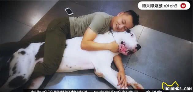 巨型大丹犬“私密照”曝光，网友：它拉的屎分量好多