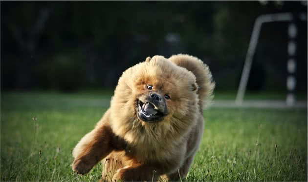 5种宠物狗才是真正的本土犬种，受欢迎度不输外国狗，你认识几种