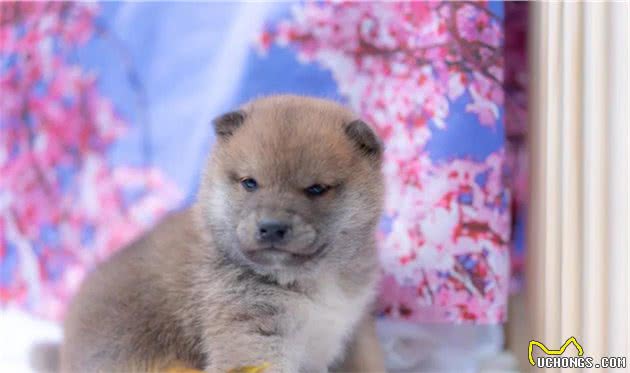 浅草柴犬屋：如何训练柴犬定点上厕所？