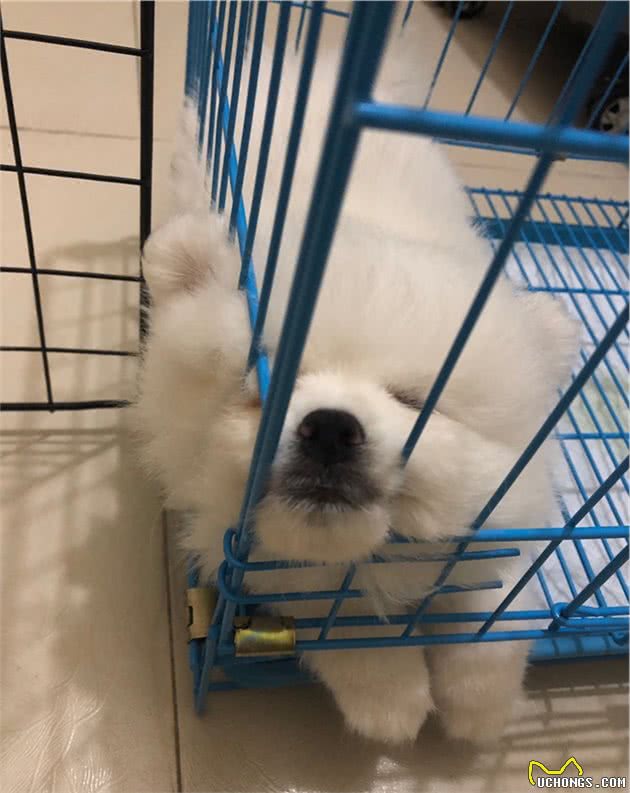 周公来回答，狗六大睡姿的秘密