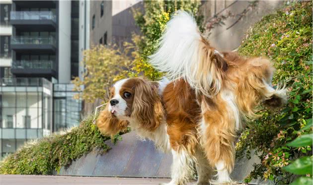 小型犬比大型犬排尿更频繁？和膀胱容量无关？竟是为了好强？