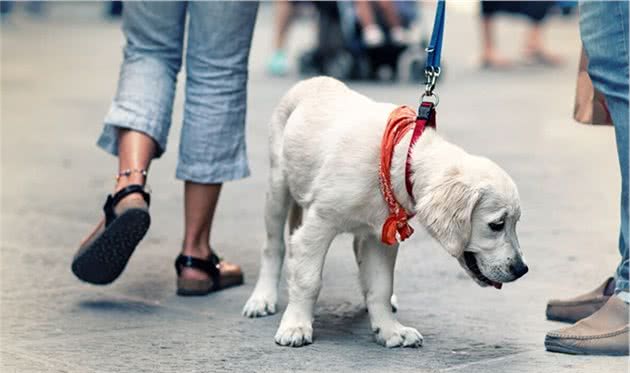 小型犬比大型犬排尿更频繁？和膀胱容量无关？竟是为了好强？