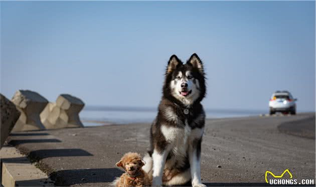 小型犬比大型犬排尿更频繁？和膀胱容量无关？竟是为了好强？