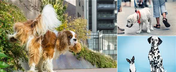 小型犬比大型犬排尿更频繁？和膀胱容量无关？竟是为了好强？