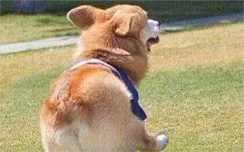 如果在柯基犬和比熊犬之间，一定要选一个，我选择比熊犬