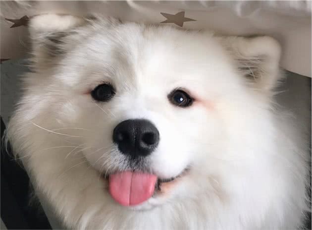 狗界最不忠心的狗，一生认很多主人，宠主一定要知道