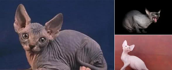 加拿大无毛猫看起来让人害怕？实际上它具备很多可爱特性