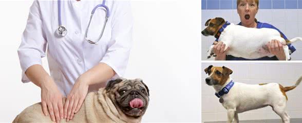 狗狗患胰腺炎的原因有哪些？多久才能完全恢复？