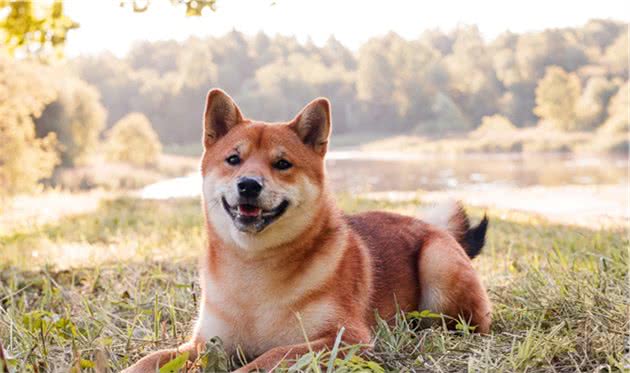 怎么能够明确的知道柴犬是否患有耳螨？