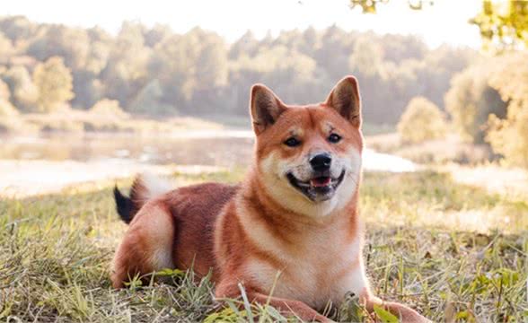 怎么能够明确的知道柴犬是否患有耳螨？