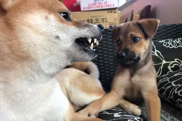 以为捡到土狗！养5个月体型光速超越柴犬哥　一查资料是高山犬