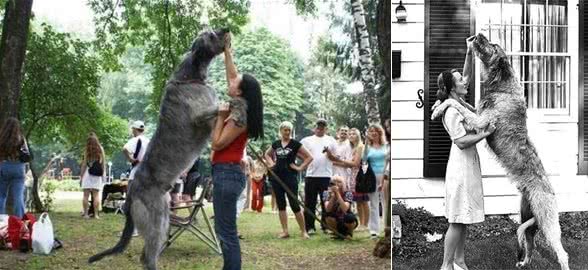 温柔的大个子—爱尔兰猎狼犬