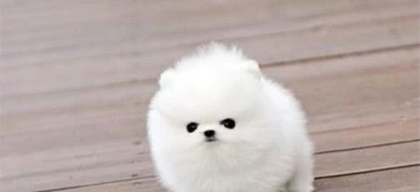博美的分辨