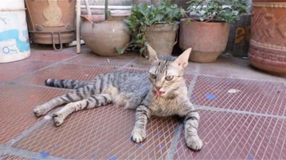 猫咪为啥有时会气喘吁吁？