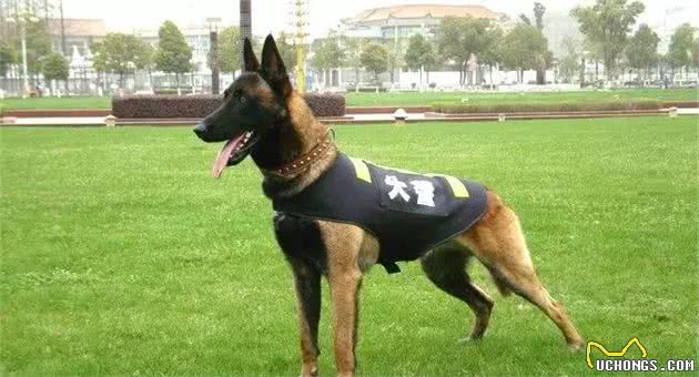 马犬为什么能成为警犬？这7个原因，太优秀了