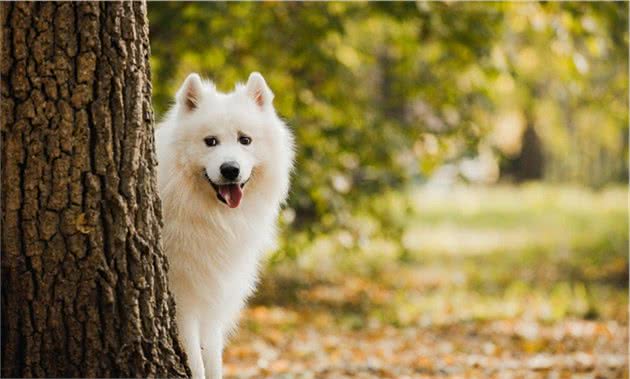 萨摩耶犬养护知识