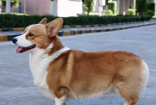 笑容灿烂的柯基犬，是活泼开朗的天使，给你排解烦恼，带来快乐