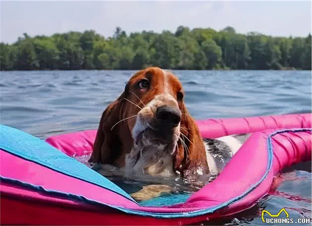 巴吉度猎犬：耳朵充当降落伞的“小飞象”