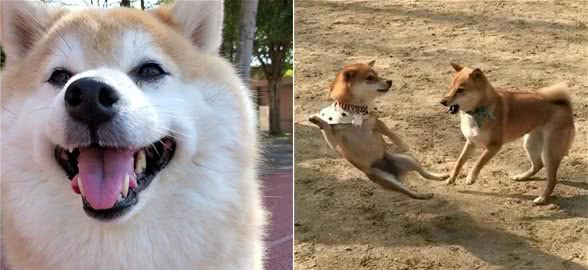 柴犬干货整理，如何正确评价柴犬品相