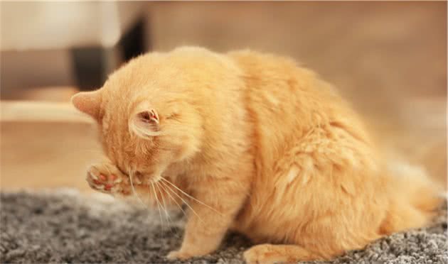 土耳其梵科迪斯猫的性格特征有哪些及忌食的食物有哪些