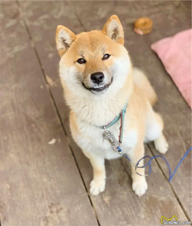 残暴柴犬大闹狗屋，枕头裂开棉花散落一地，狗狗灿烂一笑泯千仇