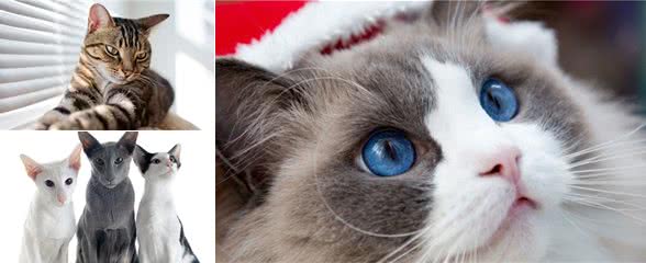 太粘人会被讨厌？在猫猫世界里不存在的！5种粘人猫咪你爱哪只？