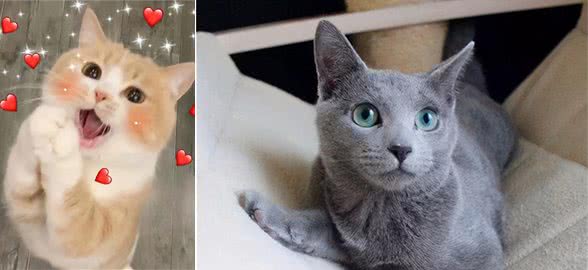 这几种“最不臭”的猫，还自带香气，有你养的吗？