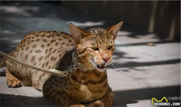 想要养猫？先问问口袋里的钱够不够，除了布偶还有这几种昂贵的猫