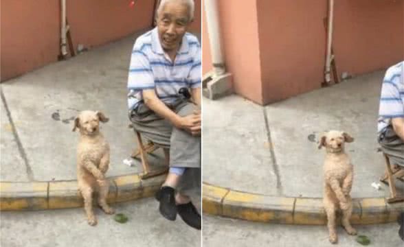 小狗陪老大爷生活久了，坐姿也像极了老大爷，邻居们肚子都笑痛了