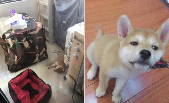 铲屎官买的狗链子到货了，给柴犬系上后，发现狗子不但任性还很犟