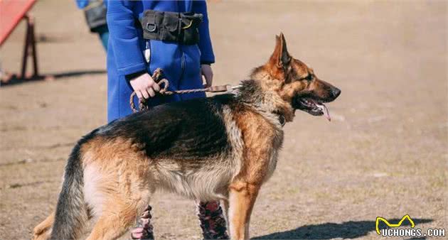 如果再给我一次机会，我一定要养一只“德国牧羊犬”