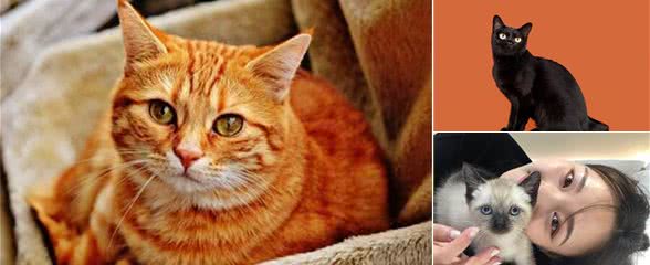 最适合“撸”的6种猫，脾气超好，任你“蹂躏”
