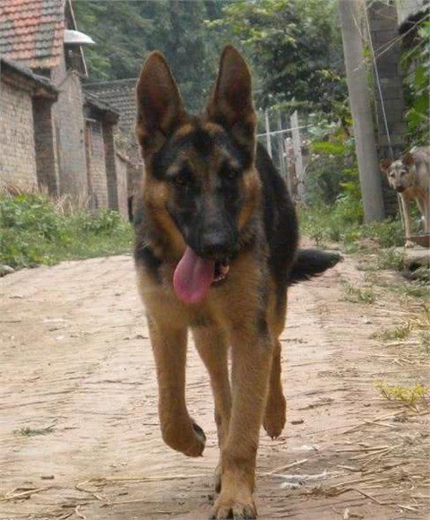 中国十大犬种之昆明犬