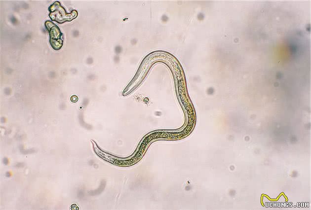 了解猫狗这6种常见体内寄生虫，你以后在家也能科学的给宠物驱虫